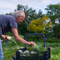 Wekelijks heerlijke seizoensgroenten in boerderijwinkel of groentenpakket.
