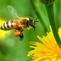 Natuur op Sterrenland
