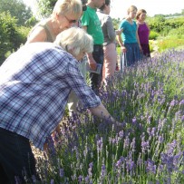kruidenworkshop op aanvraag