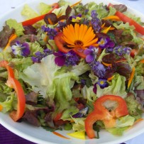 Kruidenworkshops Sterrenland